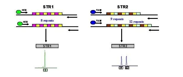 森貝伽生物：STR鑒定，為您的細胞提供身份證明